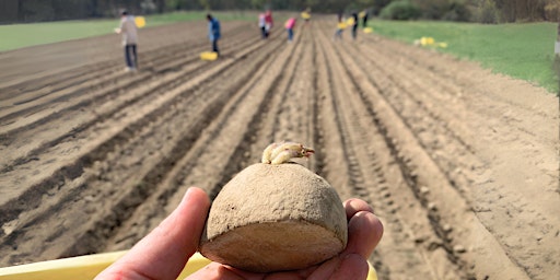 Imagen principal de April's Community Farm Work Day: Potato Planting