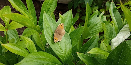 Imagen principal de Big Butterfly Count at Kingston Uni - Knights Park river