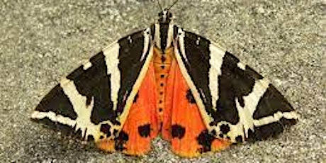 Imagen principal de Big Butterfly Count at Kingston Uni - Seething Wells