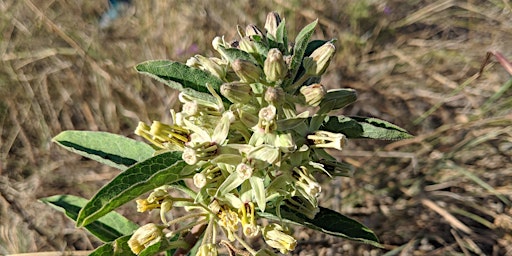 Hauptbild für BLC Presents: Growing Native Milkweed Workshop