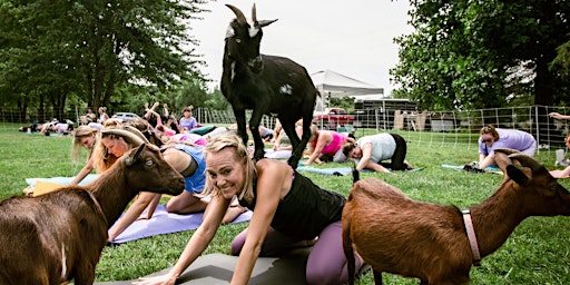 Goat Yoga at Lucky Dog Farm - Wentzville, MO  primärbild