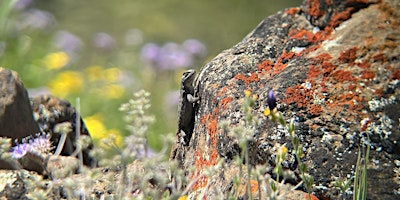 Hauptbild für Reptile Ramble