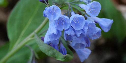 Image principale de Spring Wildflower Hikes at Shenks Ferry