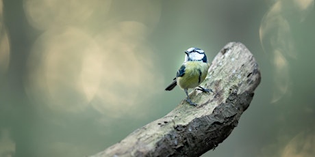 Primaire afbeelding van Photowalk - Fotografeer het Voorjaar met Alex Pansier - In Den Bosch