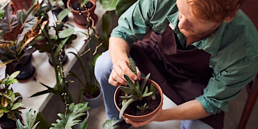 Hauptbild für Houseplant propagation