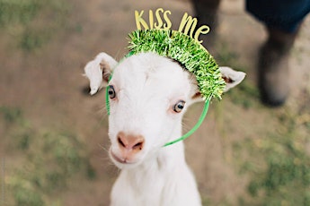 Hauptbild für St. Patrick's Day Goat Yoga in Arlington