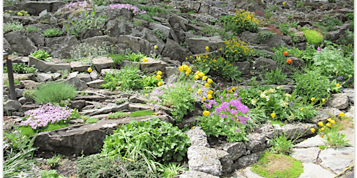 Primaire afbeelding van MGAA: The Art of Rock and Crevice Gardening with Paul Spriggs