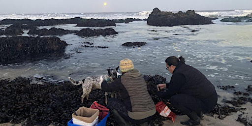 Special Mother's Day Weekend Seaweed Foraging Camp primary image