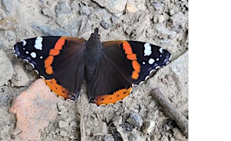 Big Butterfly Count at Kingston Uni - Stanley Picker primary image