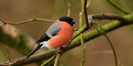 Norfolk Commons Week - The wildlife of Incleborough Hill