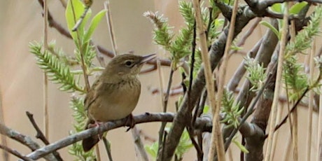 Spring migration - how it happens and what to expect primary image