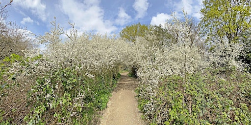 Spring Tree Walk on Barnes Common  primärbild