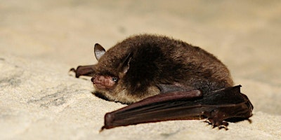 Hauptbild für Eco-Explorers Bats and Moths workshop