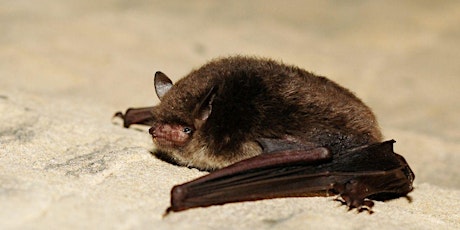 Eco-Explorers Bats and Moths workshop