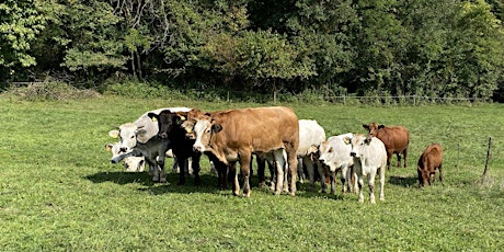 Imagem principal do evento Qualità e mercato della carne bovina