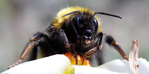 Hauptbild für OBSERVONS LES BOURDONS