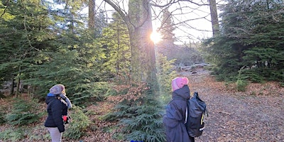 Primaire afbeelding van Forest Bathing+ with Carri