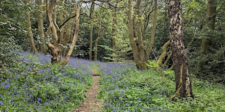 Loughborough University Bluebell Walk