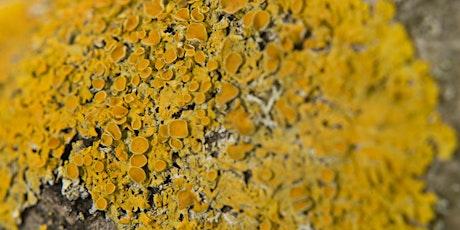 Lichens: A Hidden World - Guided walk