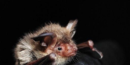 Imagem principal de Introduction to bats talk and walk - Windsor Great Park, Wednesday 1 May