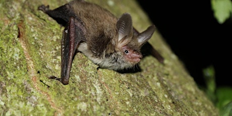 Guided Bat Walk - Windsor Great Park, Wednesday 5 June