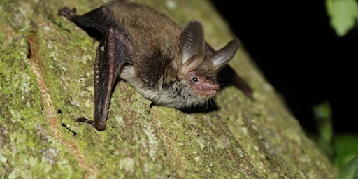 Primaire afbeelding van Guided Bat Walk - Windsor Great Park, Wednesday 5 June