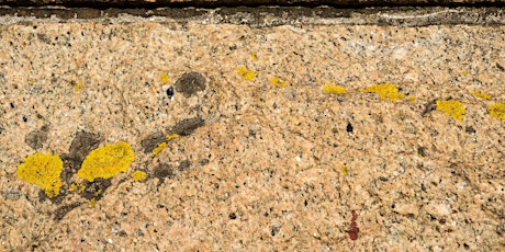 Lichen discovery walk - Cramond Island primary image