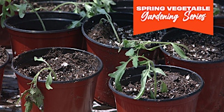Veggie Influenza - Spring Vegetable Gardening Series primary image