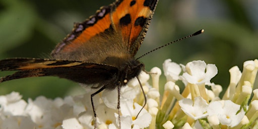 British Butterfly  Walk/Talk -  Windsor Great Park, Thursday 4 July primary image