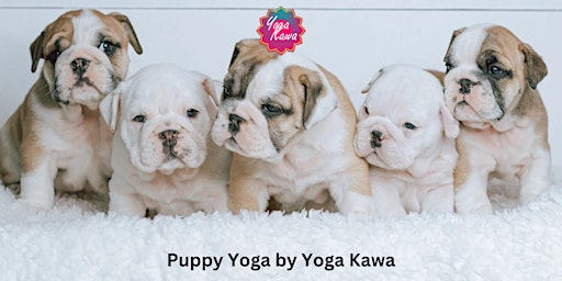 Imagem principal de Puppy Yoga (Kids-Friendly) by Yoga Kawa Toronto English Bulldogs