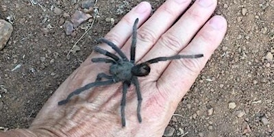 Primaire afbeelding van Tarantula Trek for Families