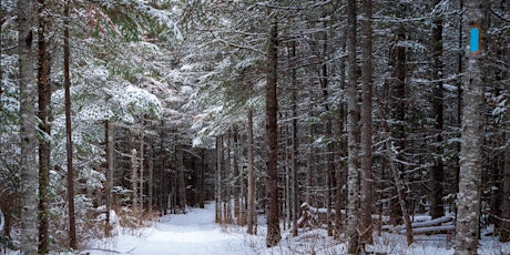 Snowshoe or Winter Hike at Lake Agnes