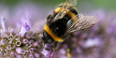 Primaire afbeelding van Native Pollinators | Belvidere