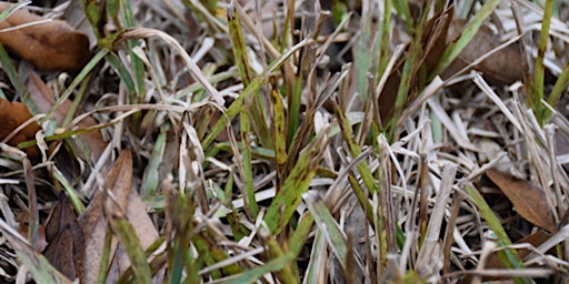 Sugarcane Mosaic Virus (SCMV) and other St. Augustinegrass Diseases primary image