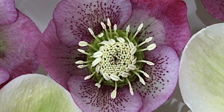 Hauptbild für Hellebores: Our Best Late Winter, Early Spring Blooms!