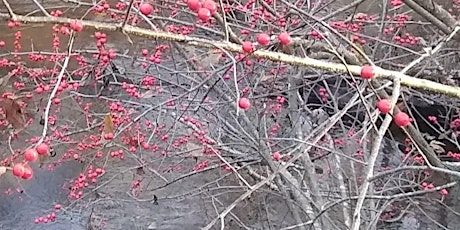 Primaire afbeelding van Winter Tree, Shrub and Vine Identification