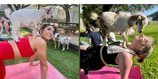 Diser Goat Yoga Houston Events