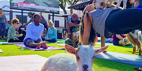 Goat Yoga Houston At Little Woodrows