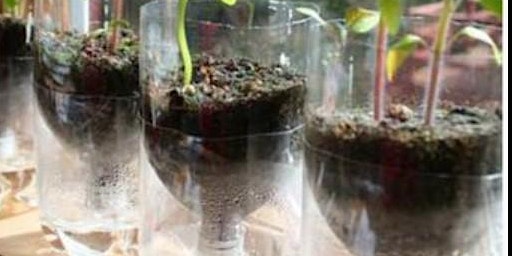 Create a Bottle Planter Session - Sesiwn Creu Potel Planhigion primary image