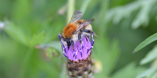 Bumblebees and Solitary Bees - Identification Talk and Walk primary image