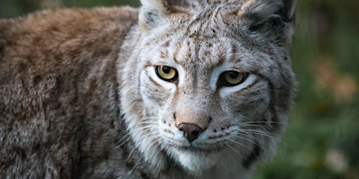 Tierportraits im Zoo  primärbild