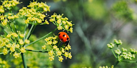 Citizen science for ladybirds and other wildlife – how to get involved! primary image