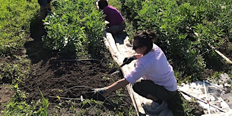 Summer Salad Planting Day