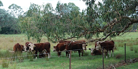 Grazing management for drought resilience primary image