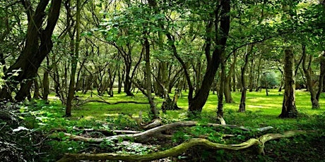 A New Forest Stroll