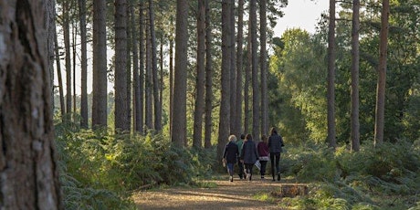 Accessible & Family Nature Walk Through Alice Holt Forest