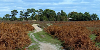 Ashurst to Beaulieu Road primary image