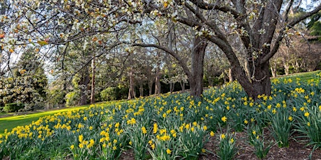 Blue Mountains Daffodil Festival primary image
