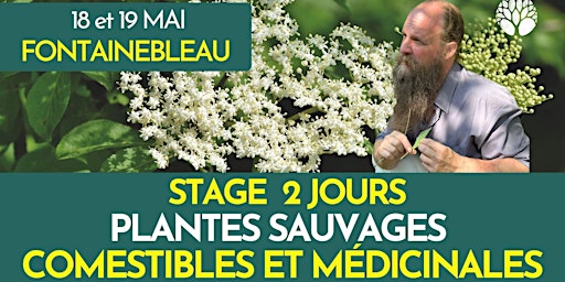 Primaire afbeelding van STAGE PLANTES SAUVAGES - 2 JOURS