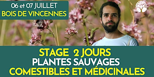 Primaire afbeelding van STAGE PLANTES SAUVAGES - 2 JOURS